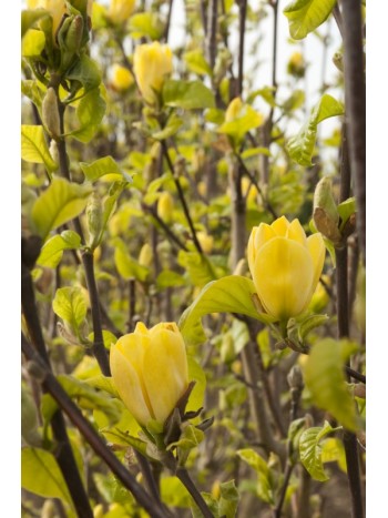 Магнолия  (Magnolia Yellow Birtd)